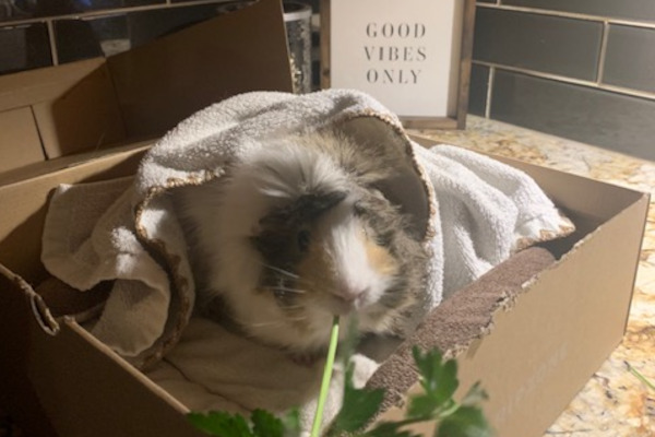 Max. Guinea pig for adoption
