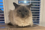 Pickles. Friendly, Balinese Blue Point Cat, Female, Seeking New Home