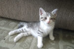 Sparrow. Playful, Rescue Kitten Finds Has Joined Her New Forever ..