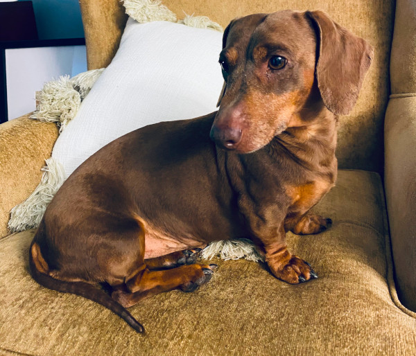Milo. Male Dachshund for adoption