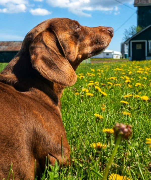 Milo. Male Dachshund for adoption