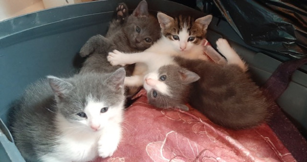 Aurora's kittens. For Adoption