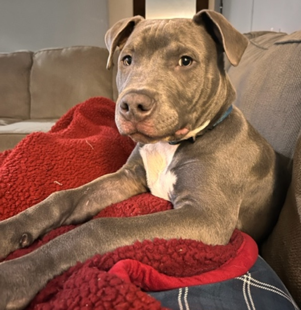 Roscoe. Young, american bulldog for adoption, Toronto GTA