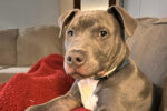 Roscoe. Young, american bulldog for adoption, Toronto GTA