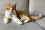 Sweet Peet. Kitten for adoption Toronto GTA