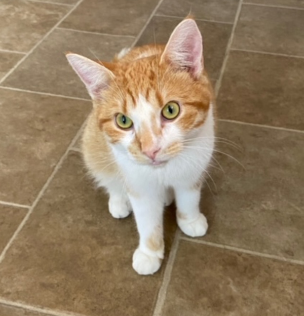 Sweet Peet. Kitten for adoption Toronto GTA