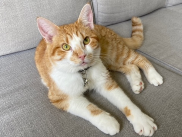 Sweet Peet. Kitten for adoption Toronto GTA