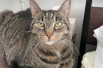Tabitha. adoption new home needed for cat.