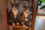 Wiley and Wesley, kittens for adoption