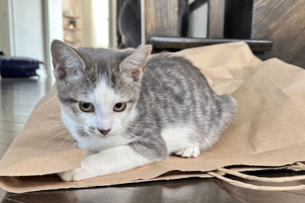 Ziggy and Ozzy are kittens for adoption, Toronto GTA