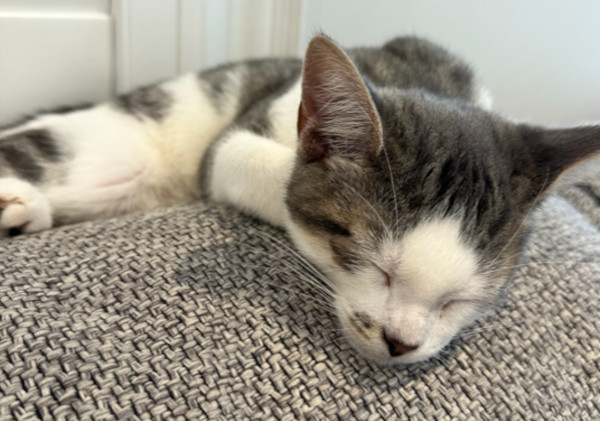 Ziggy and Ozzy are kittens for adoption, Toronto GTA