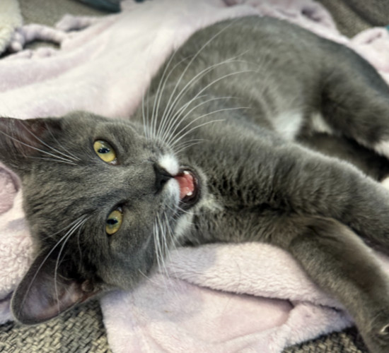 Ziggy and Ozzy are kittens for adoption, Toronto GTA