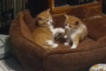 kittens for adoption, Genevieve