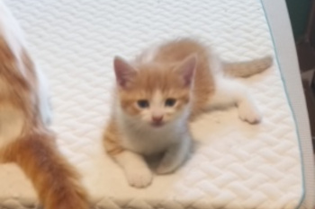 kittens for adoption, Genevieve