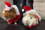 Buttercup and Cookie. Guinea Pigs for adoption