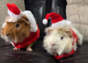 Buttercup and Cookie. Guinea Pigs for adoption