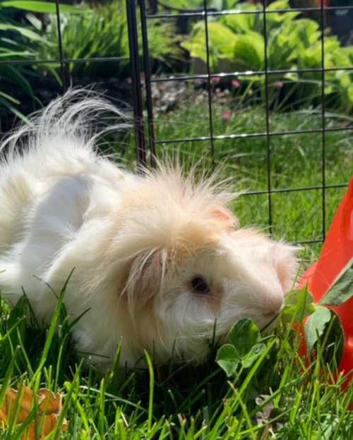 Buttercup and Cookie. Guinea Pigs for adoption