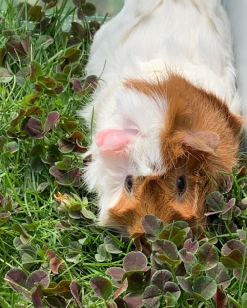 Buttercup and Cookie. Guinea Pigs for adoption