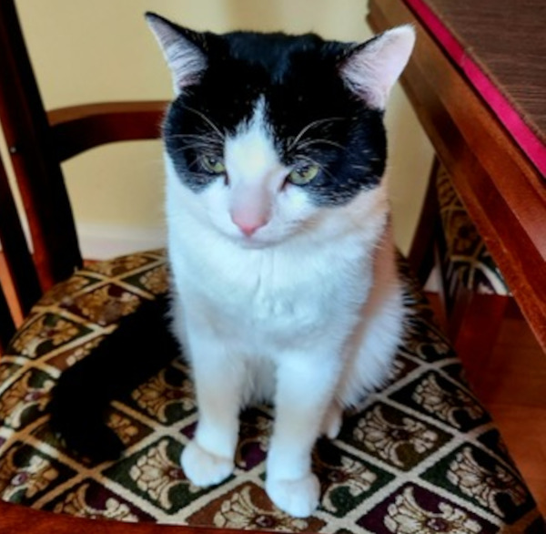 Candi. Young, Adorable And Playful Cat Seeking New Forever Home Oasis