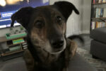 Carol. Malinois/Labrador mix dog for adoption