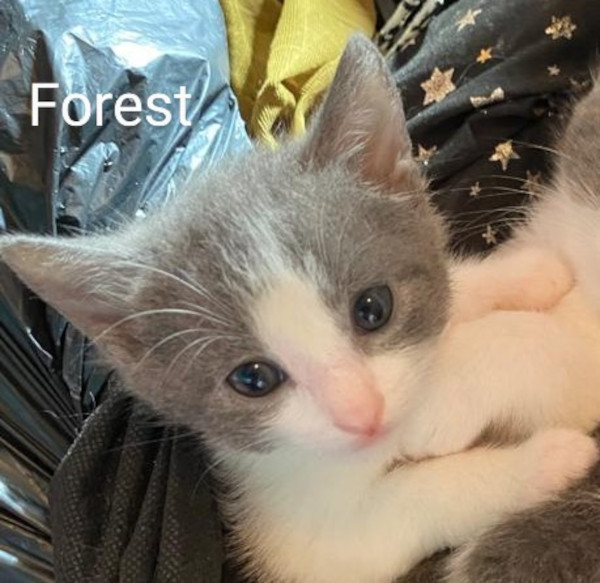Forest. A kitten for adoption