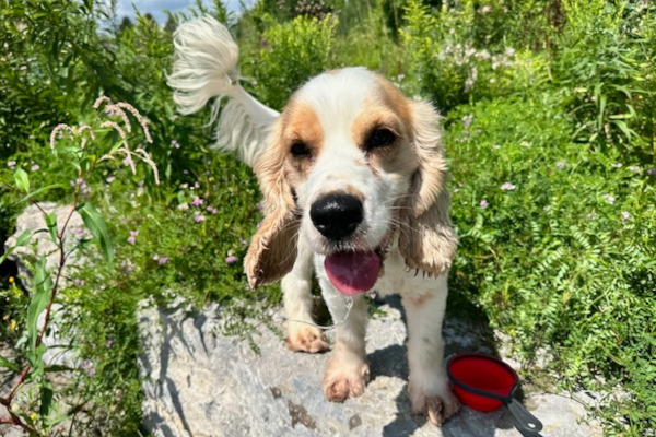 Milo. Cocker spaniel for adoption