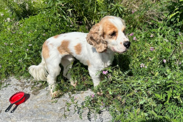 Milo. Cocker spaniel for adoption