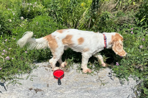 Milo. Cocker spaniel for adoption