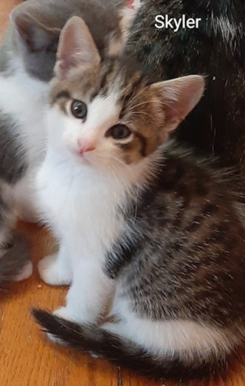 Skyler. A kitten for adoption