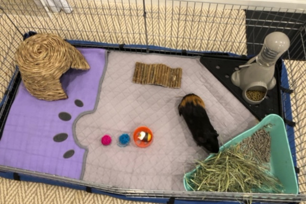 Teddy. Guinea Pig adoption, Toronto, Durham Region, GTA