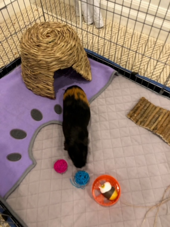 Teddy. Guinea Pig adoption, Toronto, Durham Region, GTA