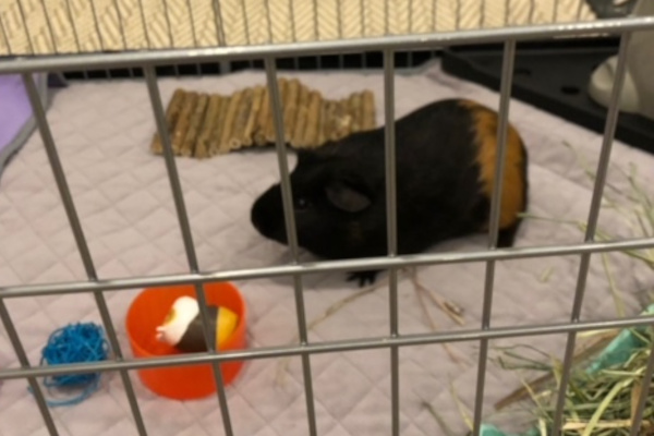 Teddy. Guinea Pig adoption, Toronto, Durham Region, GTA