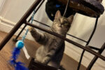 Alex. Playful, Female And Sociable Kitten Has Found Her Forever ..
