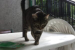 Missy. Affectionate Tabby Cat, Senior, Has Found Her New Home 
