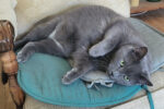 Smokey. Calm And Sweet Natured, Male Cat Finds Forever Home 