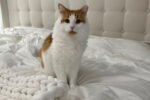 Joey. Male Cat, Affectionate, Full Of Personality, Finds A New ..