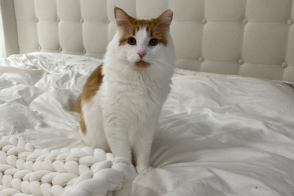 Joey. Male cat for adoption