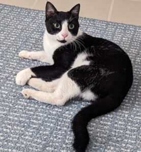 Biscuit. Cats for adoption