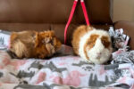 Coco and Chanel. Guinea Pigs for adoption