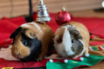 Hope And Daisy. Adorable, Female Guinea Pigs Seeking New Home 