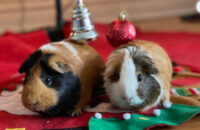 Hope and Daisy. Guinea pigs for adoption