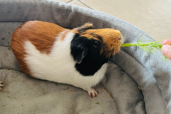 Hope and Daisy. Guinea pigs for adoption