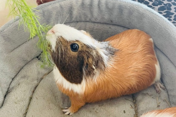 Hope and Daisy. Guinea pigs for adoption