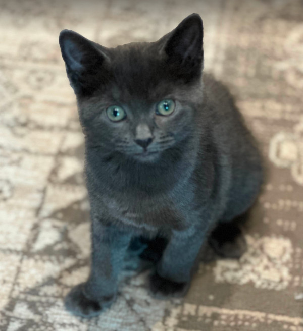 Maggie, kitten for adoption