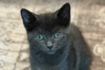 Maggie. Sweet, Female Kitten Has Found Her New Home 
