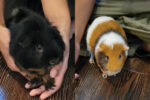 Noah and Louie. Guinea pigs for adoption