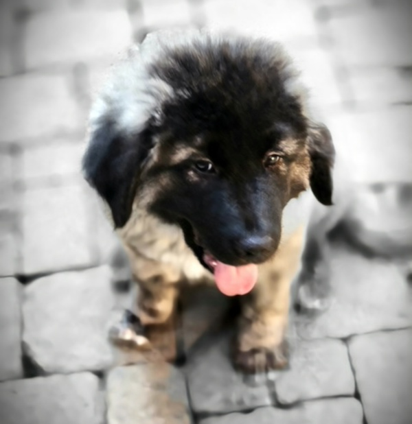 Paddy. Caucasian Shepherd for adoption