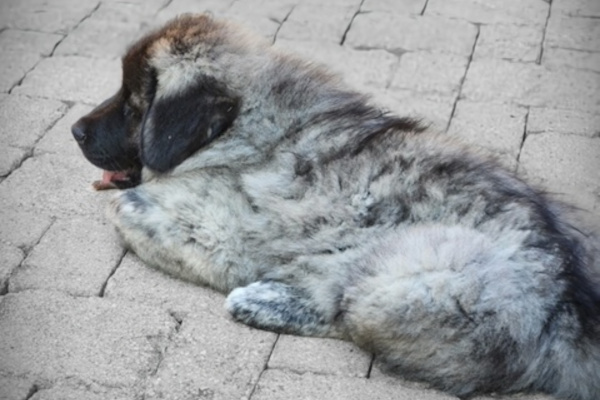 Paddy. Caucasian Shepherd for adoption