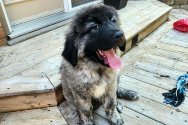 Paddy. Caucasian Shepherd for adoption