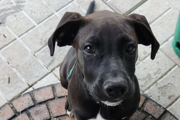 Snickers And Tank. Pups for adoption